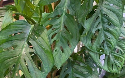 Swiss cheese philodendron