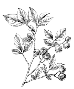 Drawing of blueberries