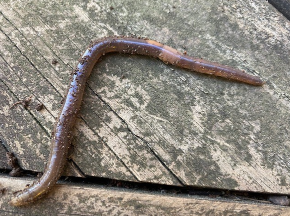 Mature jumping worm