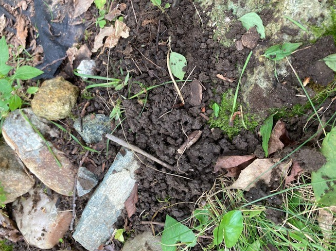 Worm castings in soil