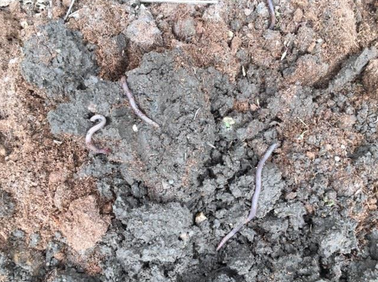 Earth worms in soil